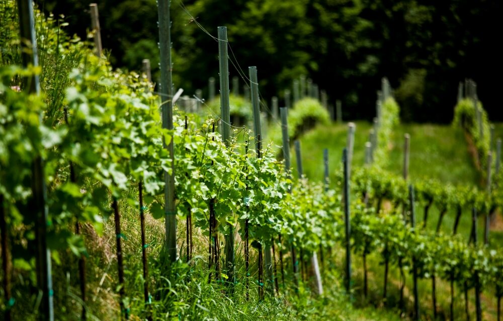 weingut gründl