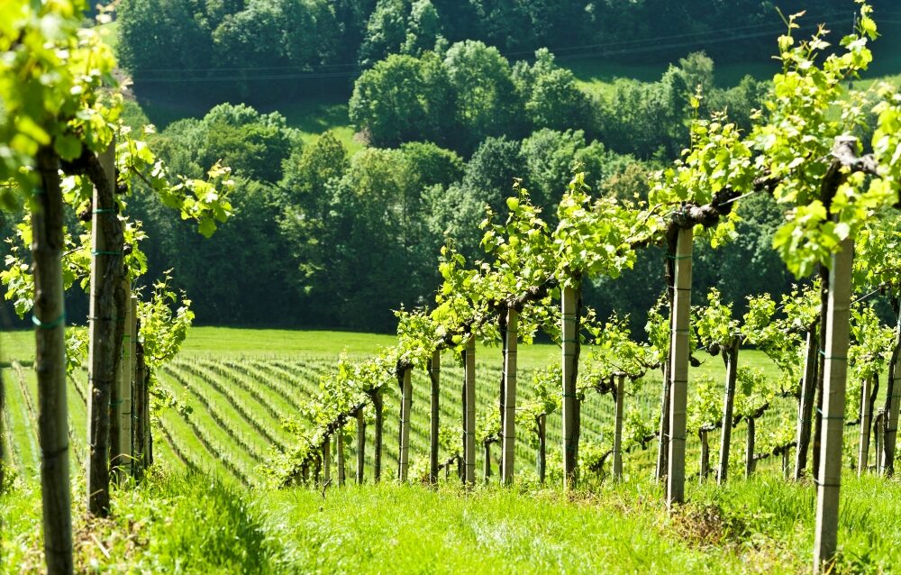 weingut gründl